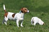 JACK RUSSEL 105